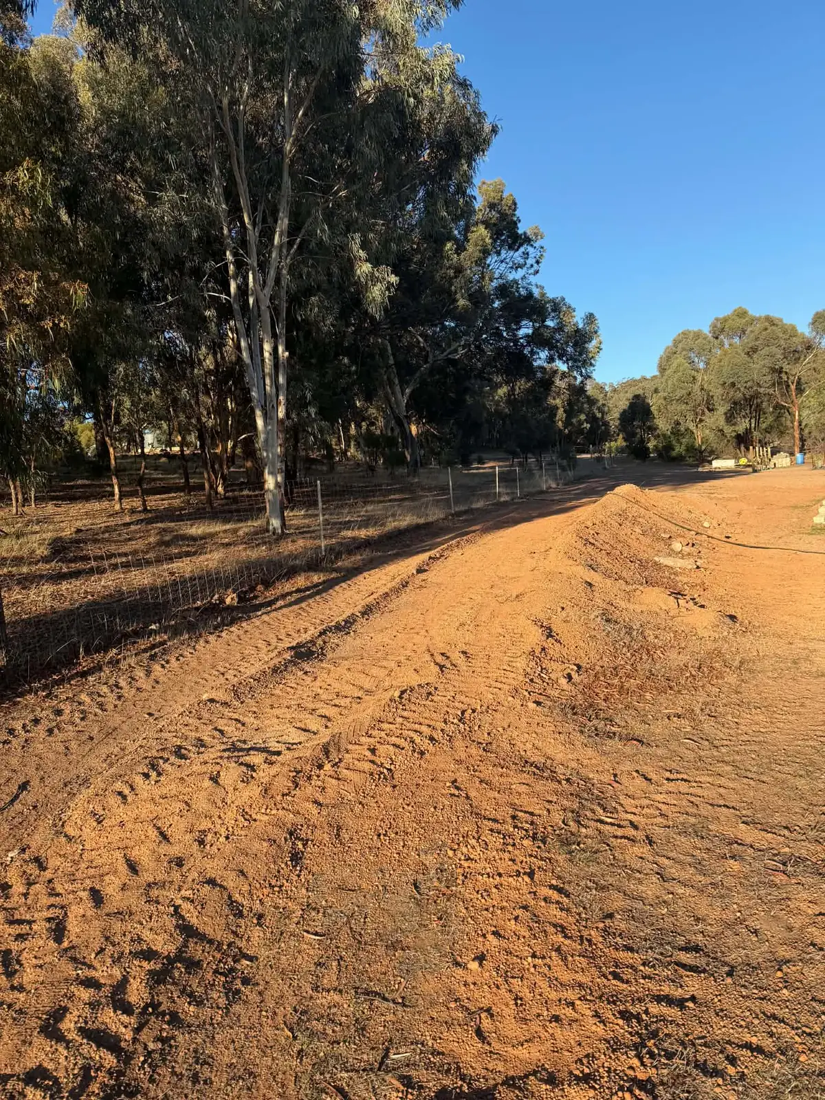 Compacted red dirt track with sharp tread marks running beside a line of gum trees