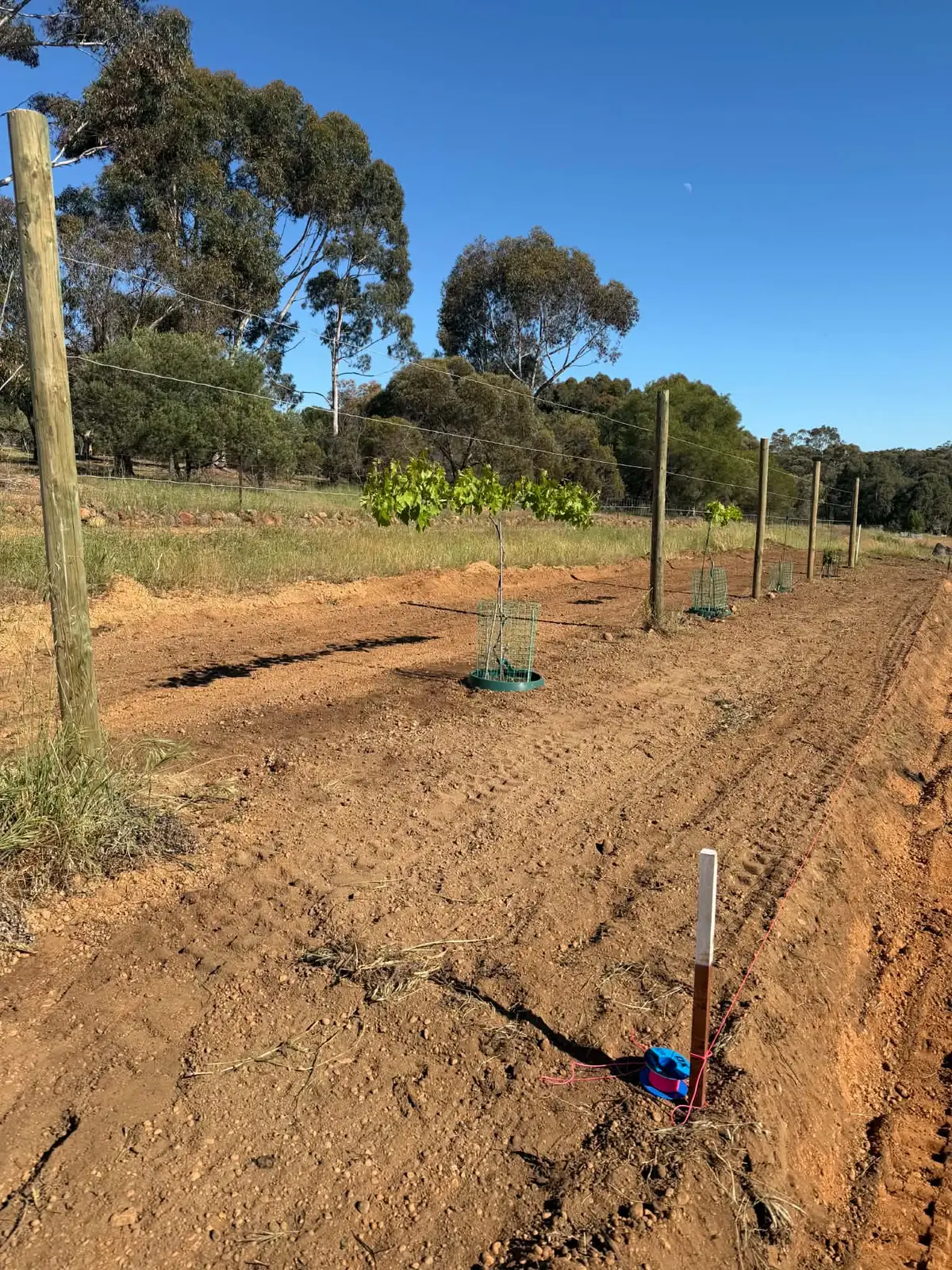 Trimmed red soil rows with timber posts and young plants in tree guards